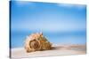 Tropical Shell on White Florida Beach Sand under Sun Light, Shallow Dof-lenka-Stretched Canvas