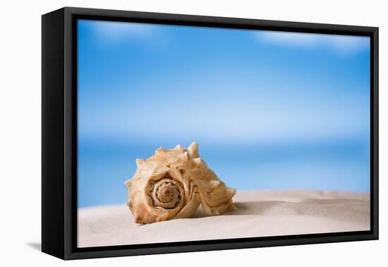Tropical Shell on White Florida Beach Sand under Sun Light, Shallow Dof-lenka-Framed Stretched Canvas