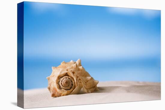 Tropical Shell on White Florida Beach Sand under Sun Light, Shallow Dof-lenka-Stretched Canvas