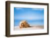 Tropical Shell on White Florida Beach Sand under Sun Light, Shallow Dof-lenka-Framed Photographic Print