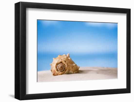 Tropical Shell on White Florida Beach Sand under Sun Light, Shallow Dof-lenka-Framed Photographic Print