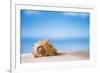 Tropical Shell on White Florida Beach Sand under Sun Light, Shallow Dof-lenka-Framed Photographic Print