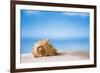 Tropical Shell on White Florida Beach Sand under Sun Light, Shallow Dof-lenka-Framed Photographic Print