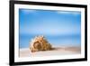 Tropical Shell on White Florida Beach Sand under Sun Light, Shallow Dof-lenka-Framed Photographic Print