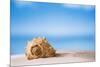 Tropical Shell on White Florida Beach Sand under Sun Light, Shallow Dof-lenka-Mounted Photographic Print