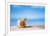 Tropical Shell on White Florida Beach Sand under Sun Light, Shallow Dof-lenka-Framed Photographic Print