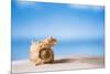 Tropical Shell on White Florida Beach Sand under Sun Light, Shallow Dof-lenka-Mounted Photographic Print