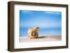 Tropical Shell on White Florida Beach Sand under Sun Light, Shallow Dof-lenka-Framed Photographic Print