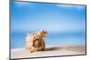 Tropical Shell on White Florida Beach Sand under Sun Light, Shallow Dof-lenka-Mounted Photographic Print