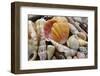 Tropical shell still-life-Savanah Plank-Framed Photographic Print