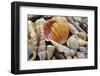 Tropical shell still-life-Savanah Plank-Framed Photographic Print