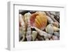 Tropical shell still-life-Savanah Plank-Framed Photographic Print