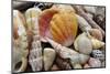 Tropical shell still-life-Savanah Plank-Mounted Photographic Print