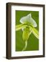 Tropical Slipper Orchid-Lisa Engelbrecht-Framed Photographic Print