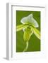 Tropical Slipper Orchid-Lisa Engelbrecht-Framed Photographic Print