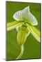 Tropical Slipper Orchid-Lisa Engelbrecht-Mounted Photographic Print