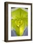 Tropical Slipper Orchid-Jim Engelbrecht-Framed Photographic Print