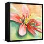 Tropical Splendor I-Patricia Pinto-Framed Stretched Canvas