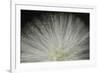 Tropical Stars-Gaetan Caron-Framed Giclee Print