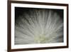 Tropical Stars-Gaetan Caron-Framed Giclee Print