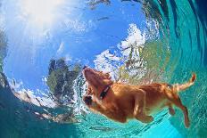 Funny Little Child Play with Fun and Train Golden Labrador Retriever Puppy in Swimming Pool, Jump A-Tropical studio-Laminated Photographic Print