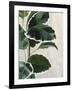 Tropical Study I-Julia Purinton-Framed Art Print