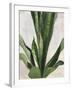 Tropical Study III-Julia Purinton-Framed Art Print