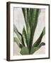 Tropical Study III-Julia Purinton-Framed Art Print