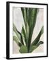 Tropical Study III-Julia Purinton-Framed Art Print