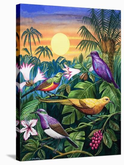 Tropical Sunbirds-John Chalkley-Stretched Canvas