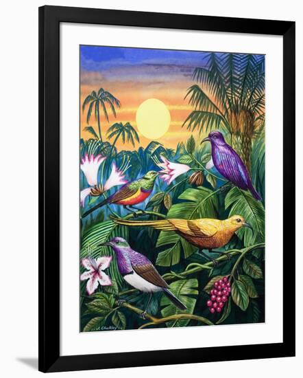 Tropical Sunbirds-John Chalkley-Framed Giclee Print