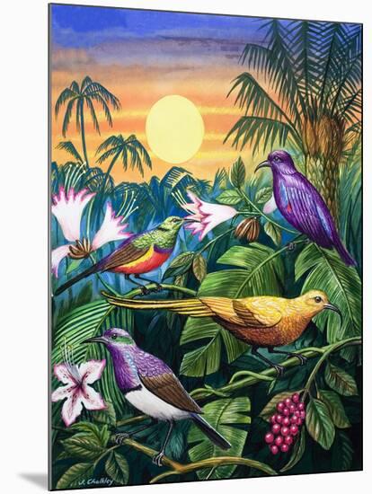 Tropical Sunbirds-John Chalkley-Mounted Giclee Print