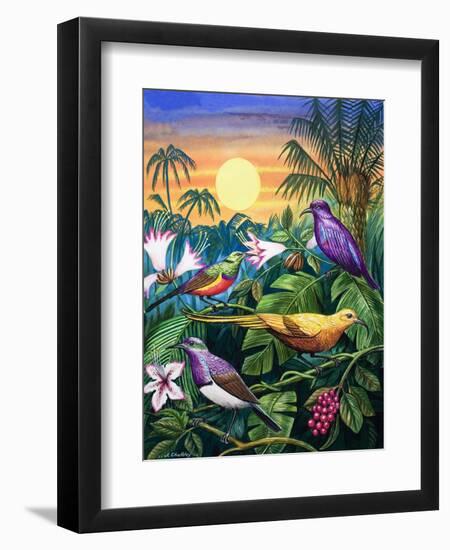 Tropical Sunbirds-John Chalkley-Framed Giclee Print