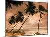 Tropical Sunset, Bridgetown, Barbados, West Indies, Caribbean, Central America-Angelo Cavalli-Mounted Photographic Print