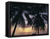 Tropical Sunset Framed by Palm Trees, Cayman Islands, West Indies, Central America-Ruth Tomlinson-Framed Stretched Canvas