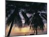 Tropical Sunset Framed by Palm Trees, Cayman Islands, West Indies, Central America-Ruth Tomlinson-Mounted Photographic Print