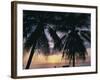 Tropical Sunset Framed by Palm Trees, Cayman Islands, West Indies, Central America-Ruth Tomlinson-Framed Photographic Print