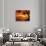 Tropical Sunset on the Island of Maui, Hawaii, USA-Jerry Ginsberg-Stretched Canvas displayed on a wall