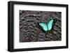 Tropical Swallowtail Butterfly on Grey Peacock Pheasant Feather Design-Darrell Gulin-Framed Photographic Print