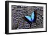 Tropical Swallowtail Butterfly on Grey Peacock Pheasant Feather Design-Darrell Gulin-Framed Photographic Print