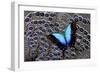 Tropical Swallowtail Butterfly on Grey Peacock Pheasant Feather Design-Darrell Gulin-Framed Photographic Print