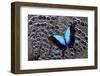 Tropical Swallowtail Butterfly on Grey Peacock Pheasant Feather Design-Darrell Gulin-Framed Photographic Print