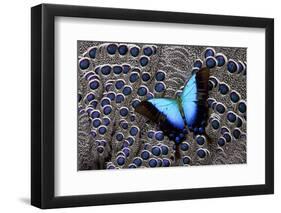 Tropical Swallowtail Butterfly on Grey Peacock Pheasant Feather Design-Darrell Gulin-Framed Photographic Print