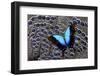 Tropical Swallowtail Butterfly on Grey Peacock Pheasant Feather Design-Darrell Gulin-Framed Photographic Print