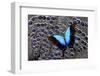 Tropical Swallowtail Butterfly on Grey Peacock Pheasant Feather Design-Darrell Gulin-Framed Photographic Print