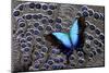 Tropical Swallowtail Butterfly on Grey Peacock Pheasant Feather Design-Darrell Gulin-Mounted Photographic Print