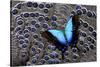 Tropical Swallowtail Butterfly on Grey Peacock Pheasant Feather Design-Darrell Gulin-Stretched Canvas