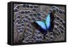 Tropical Swallowtail Butterfly on Grey Peacock Pheasant Feather Design-Darrell Gulin-Framed Stretched Canvas