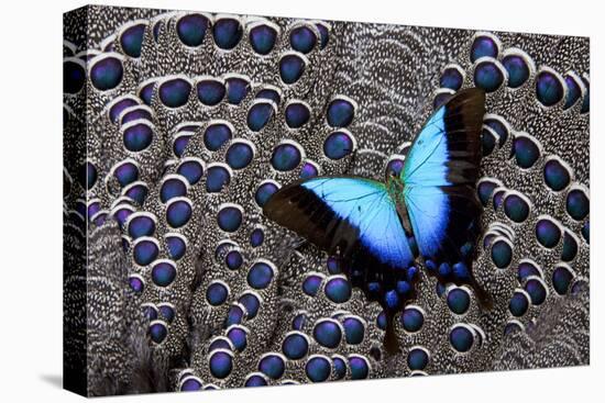 Tropical Swallowtail Butterfly on Grey Peacock Pheasant Feather Design-Darrell Gulin-Stretched Canvas