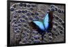Tropical Swallowtail Butterfly on Grey Peacock Pheasant Feather Design-Darrell Gulin-Framed Photographic Print